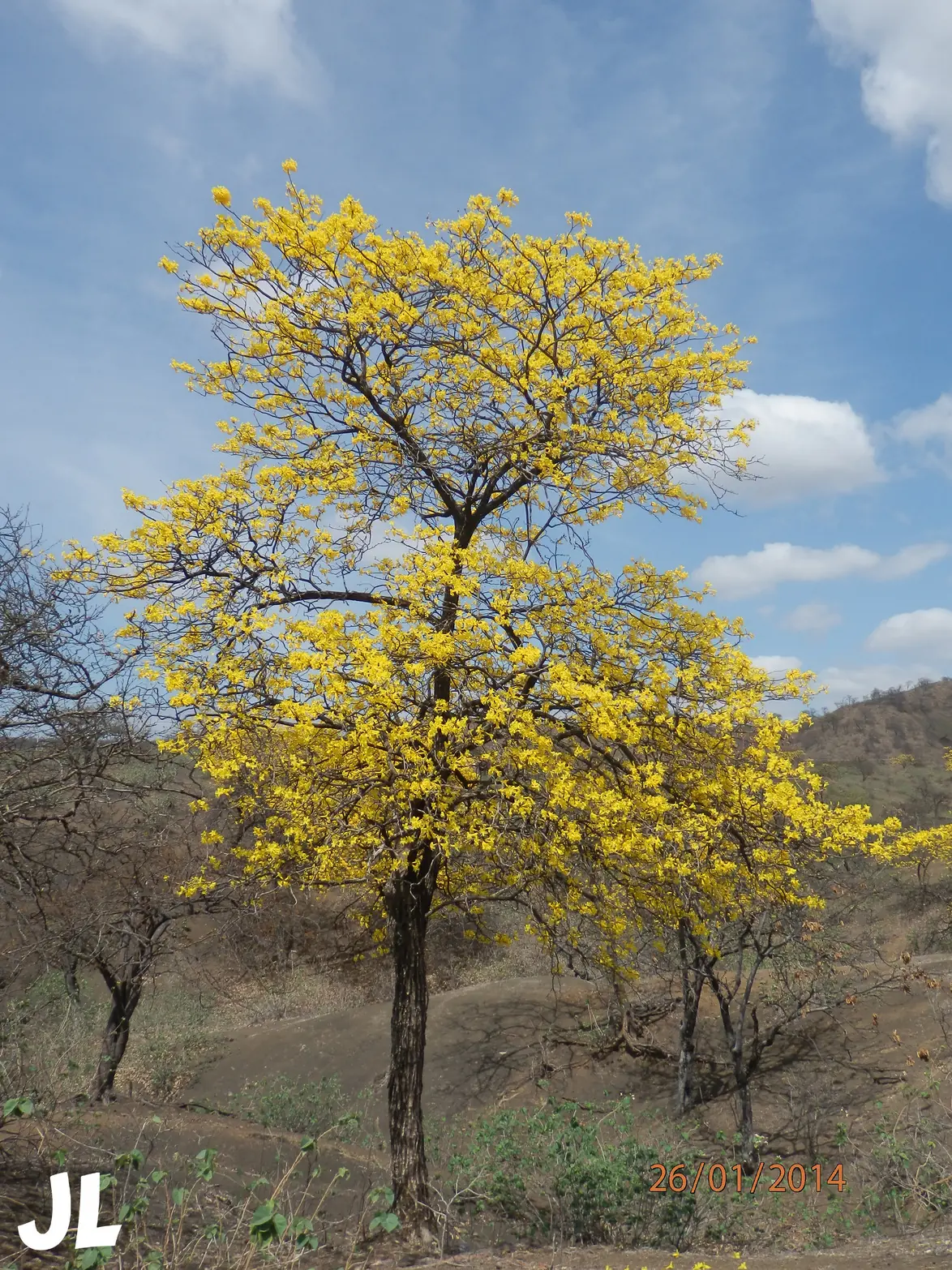 zapotillo