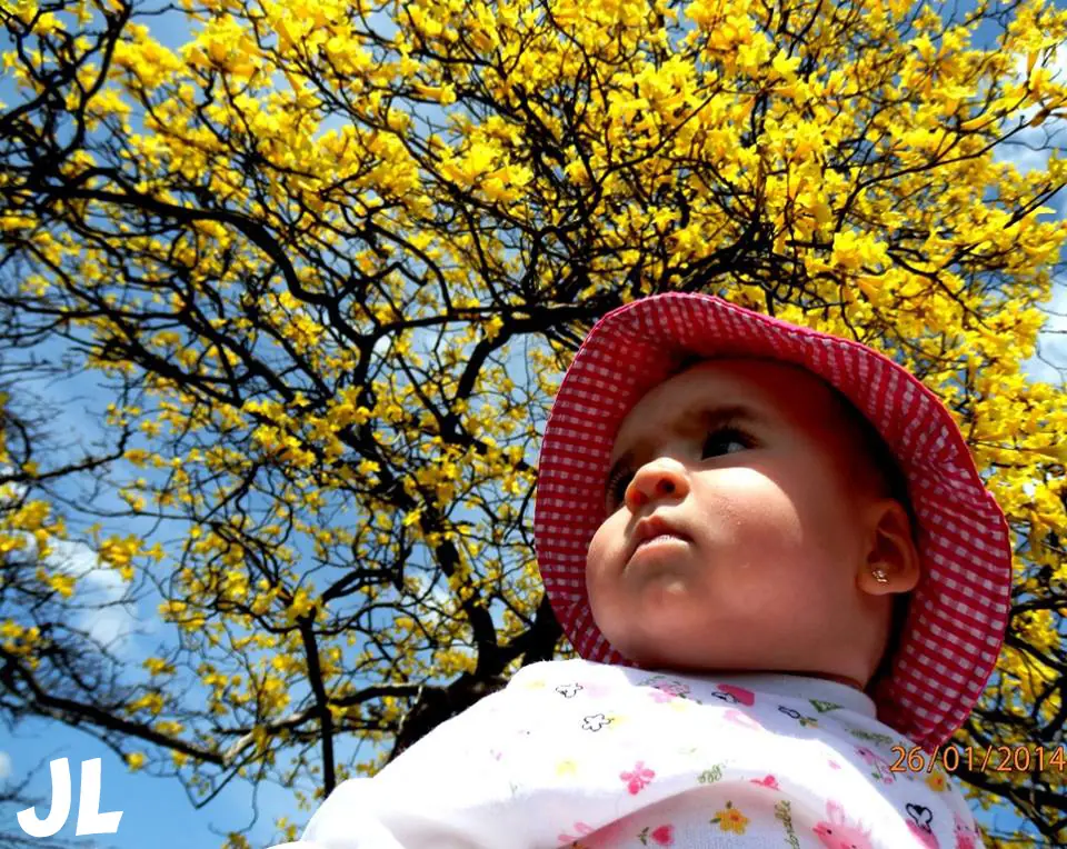 Fotografías del Florecimiento Guayacanes