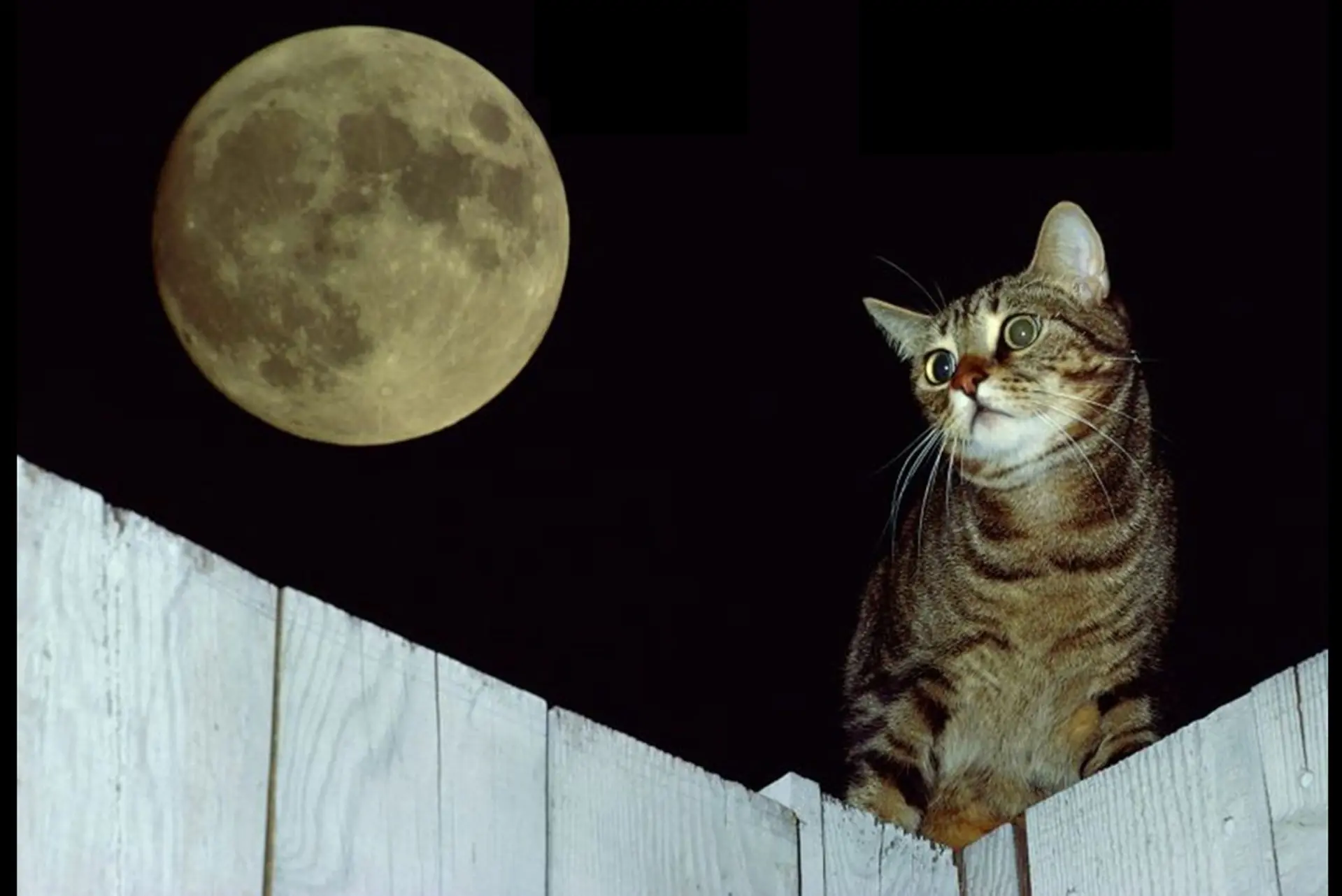 Los gatos callejeros.