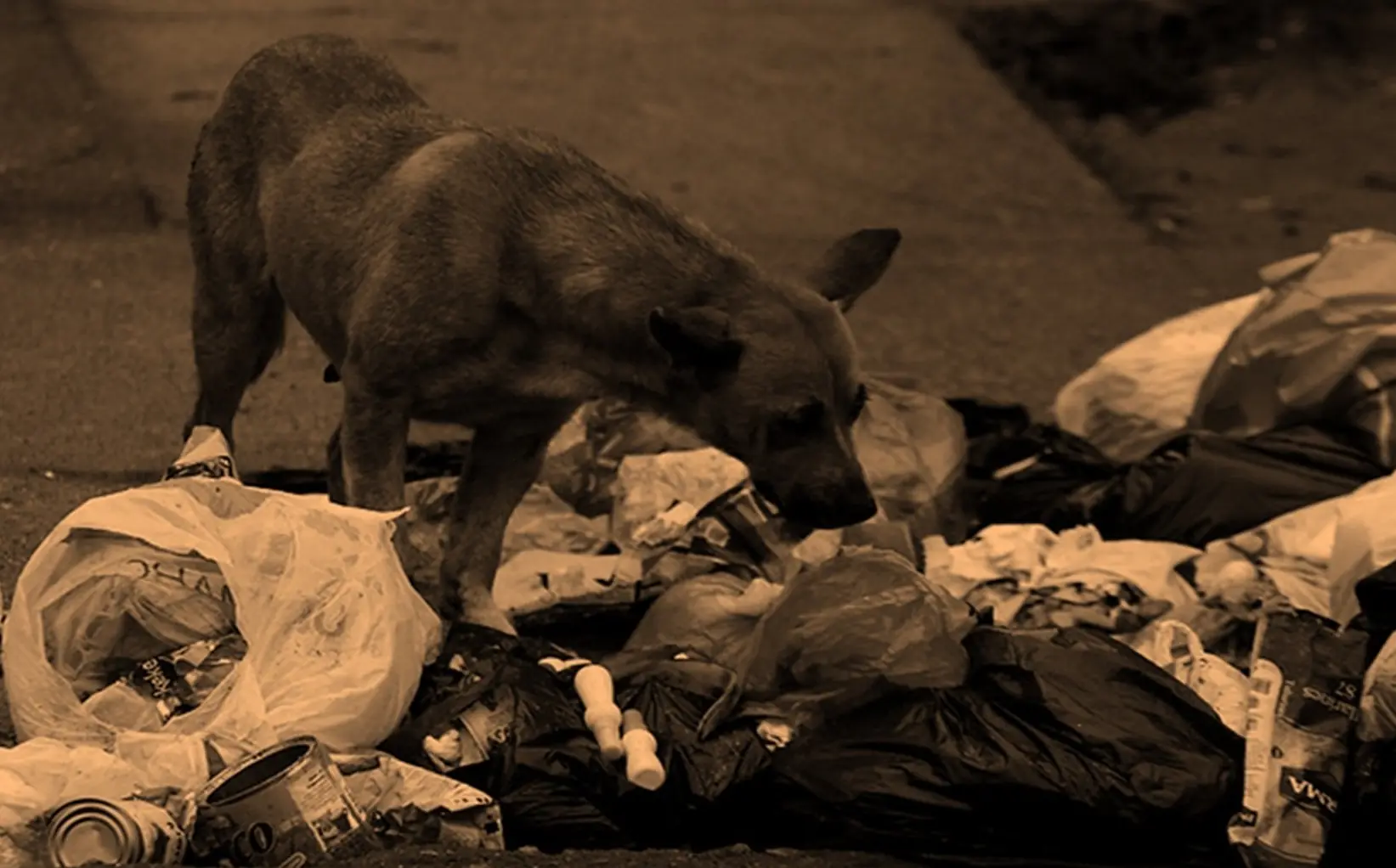 Los gatos callejeros.