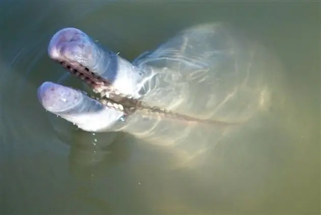 Delfin