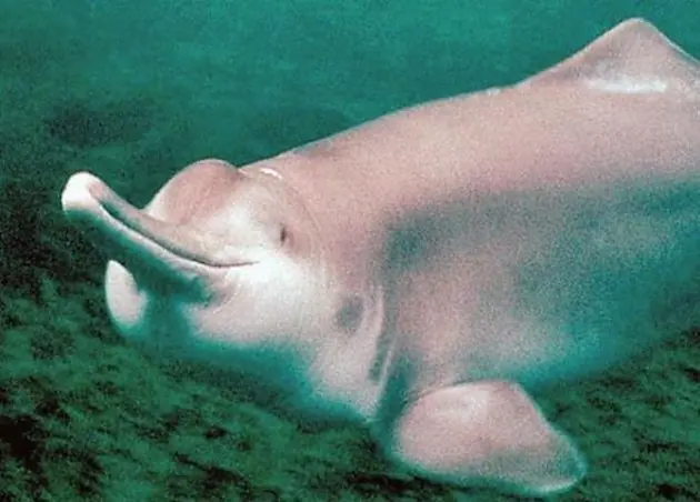 Descubren una nueva especie de delfín de río