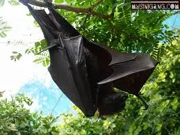Murciélago mas grande del mundo