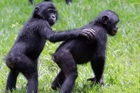 primatologo