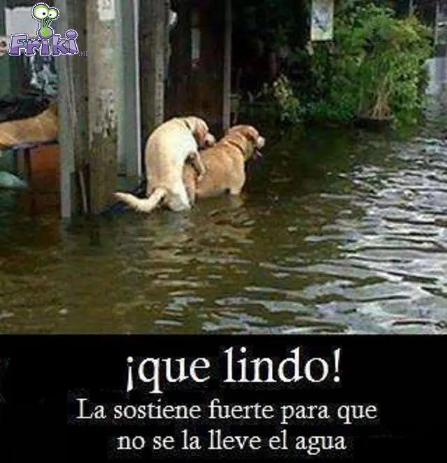 Mas de 200 imagenes para entretenerte