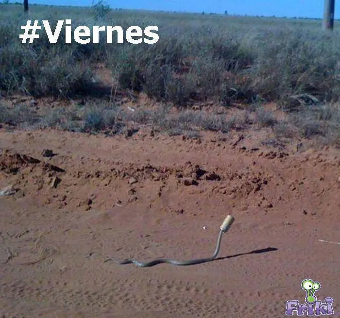 Mas de 200 imagenes para entretenerte