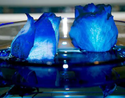 Leyenda de rosa azul