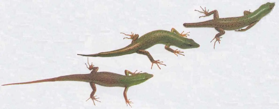 cientificos
