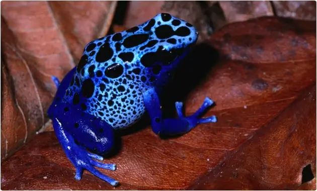 Los 8 animales mas venenosos del mundo.