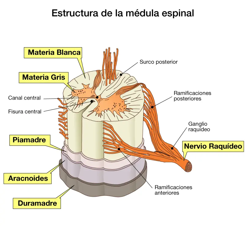 cientificos