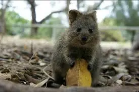 marsupiales