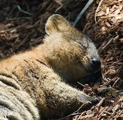 quokka