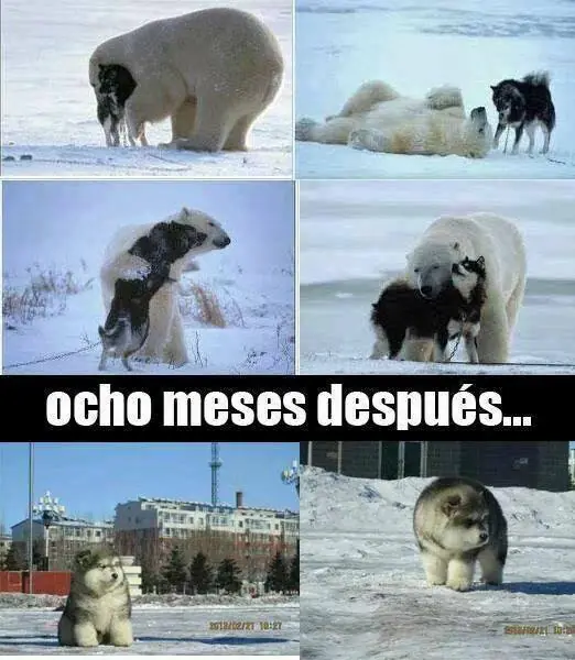 gracioso