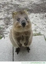 animales felpudos
