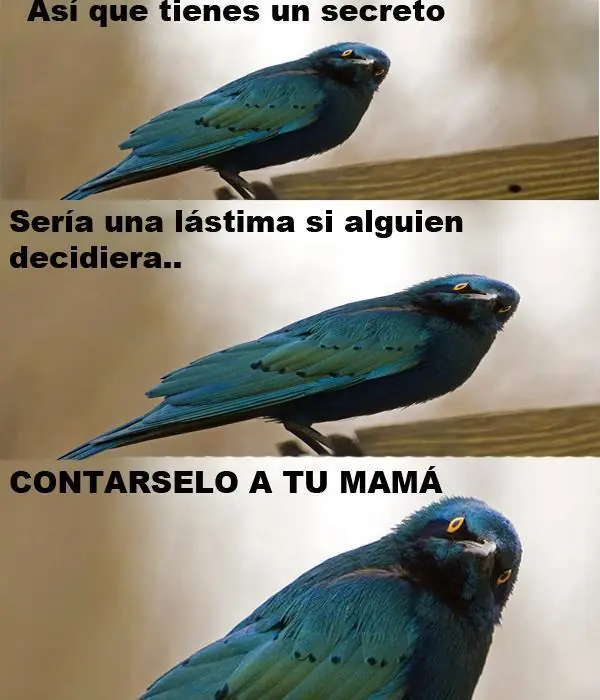 gracioso