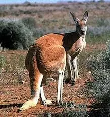 4 Animales que viven en Australia muy simpaticos