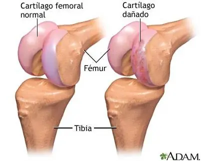 bioligia