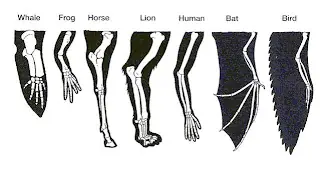 bioligia