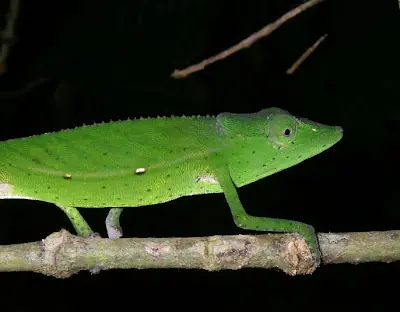 La fauna de Madagascar llegó por dispersiones oceánicas tr