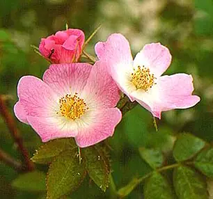 Rosa Mosqueta, el fruto de la eterna juventud