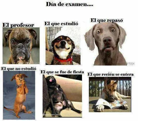 5+ si te ries