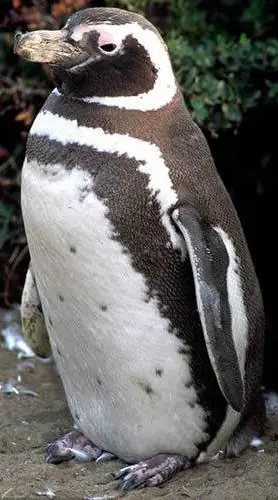los pinguinos...