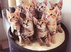 Ir al gimnasio, según los gatos.