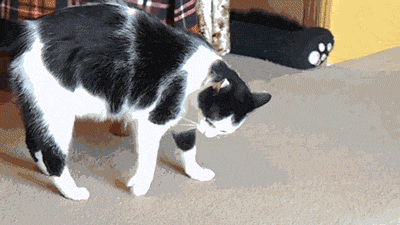 Reite con estos gifs