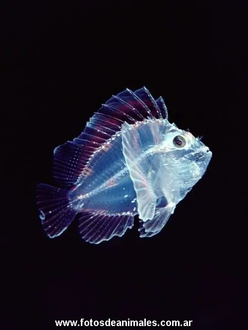 especies