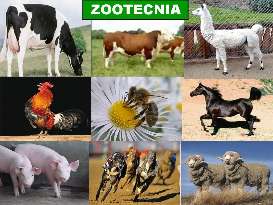 Buscas que estudiar?... Zootecnia