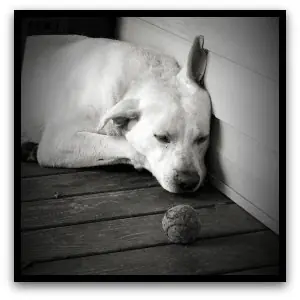 No maltrates a los perros!! =( por favor Entra!!