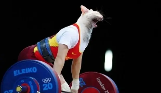 Ir al gimnasio, según los gatos.