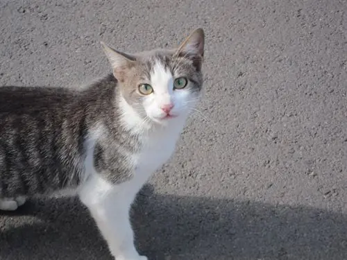 El Gobierno catalán multa con 3.200 euros a una tienda