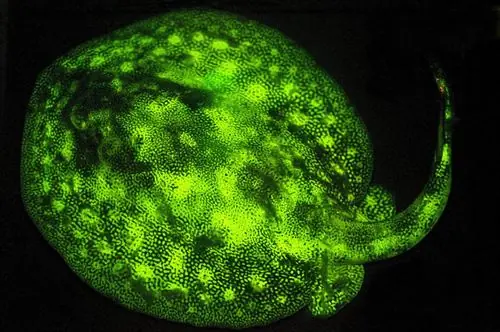 Detectan 180 especies de peces que brillan intensamente