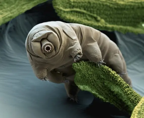 hipotesis