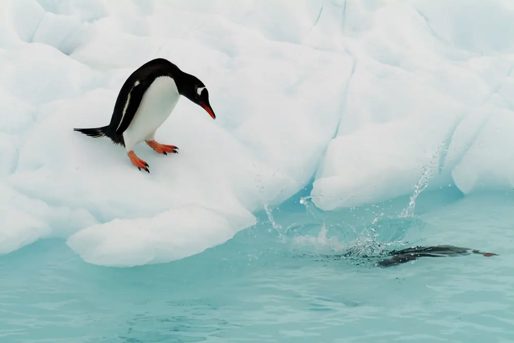 pinguinos