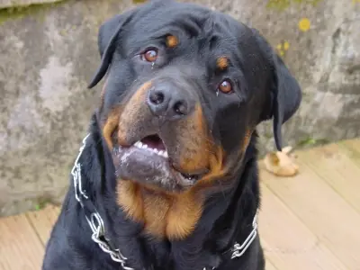 Rottweiler: ¿durmiendo con el enemigo?