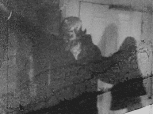 Gifs