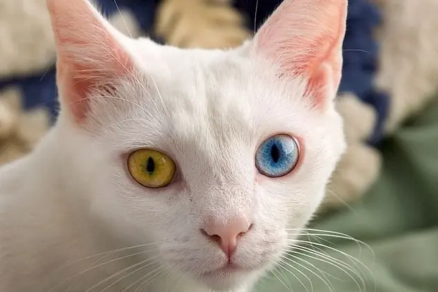 Espías extraterrestres : los gatos.