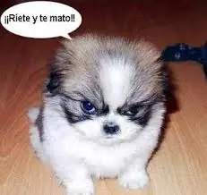 manaos