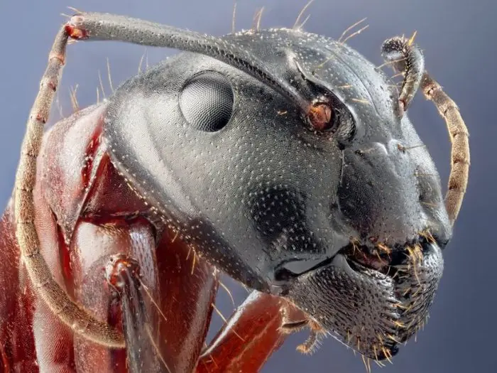 los insectos son importantes