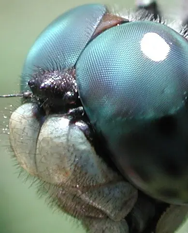 insectos