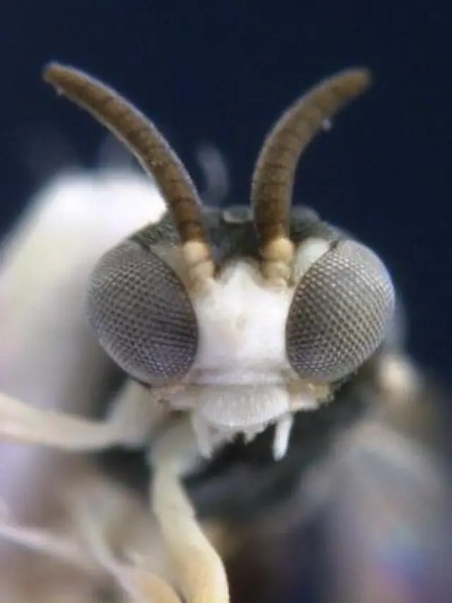 curiosas