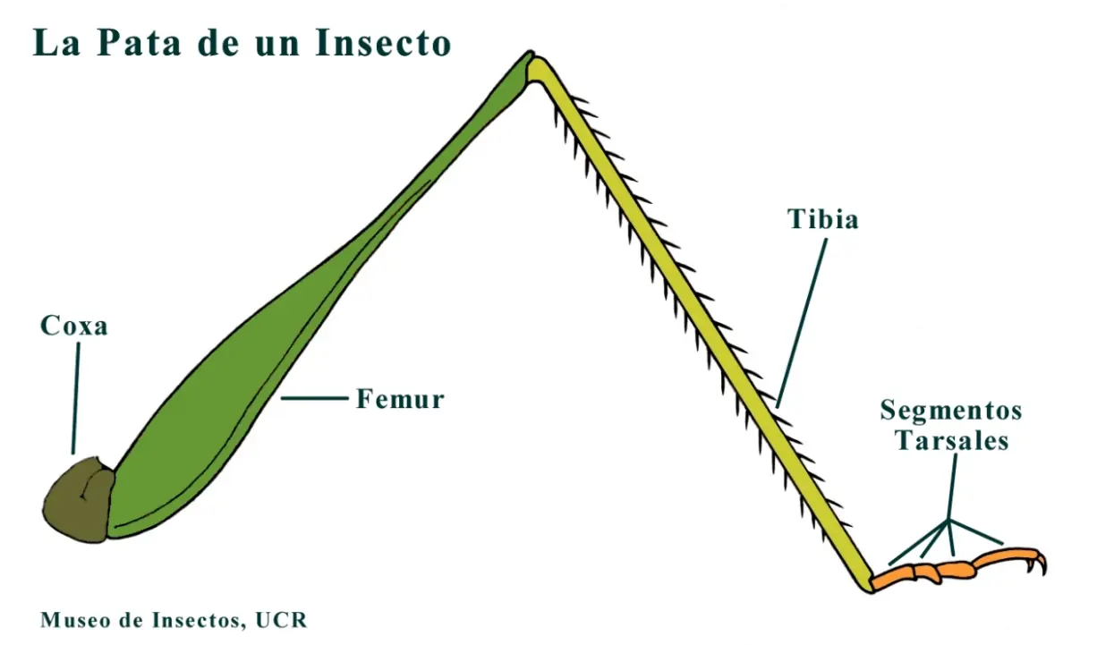 los insectos son importantes