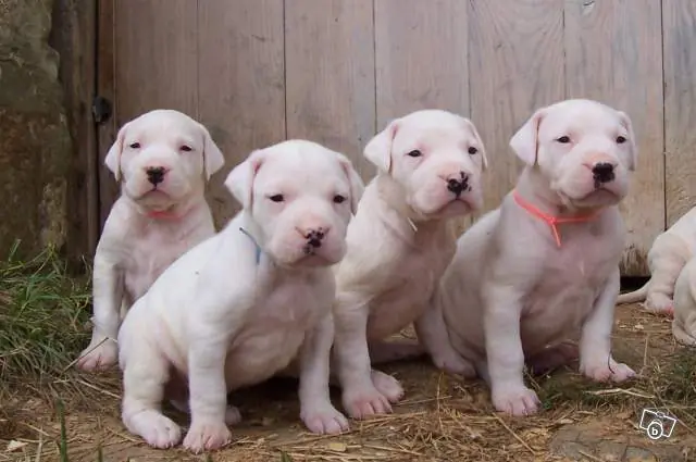 El Dogo Argentino, La Superior Raza Canina