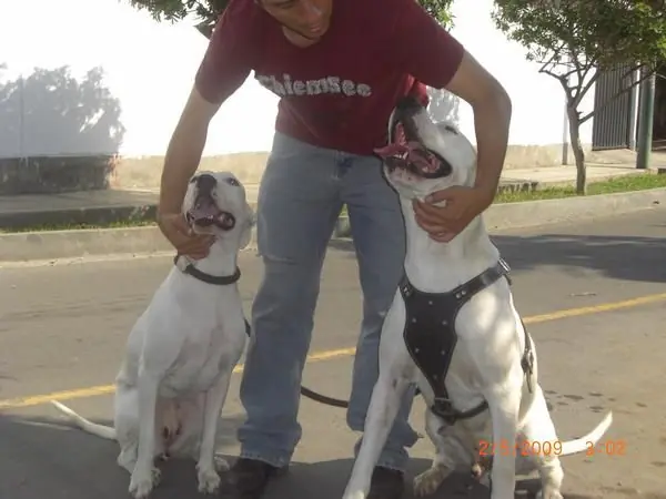 dogo