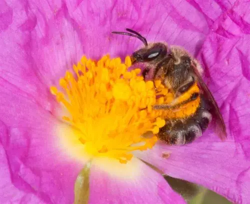 La pérdida de insectos afecta