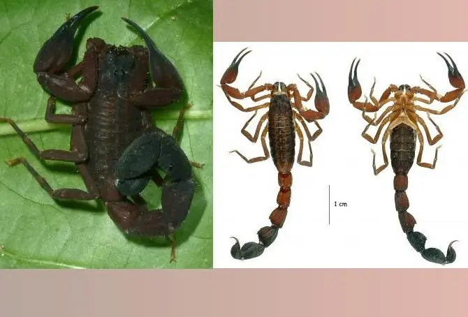 Nueva especie de escorpión