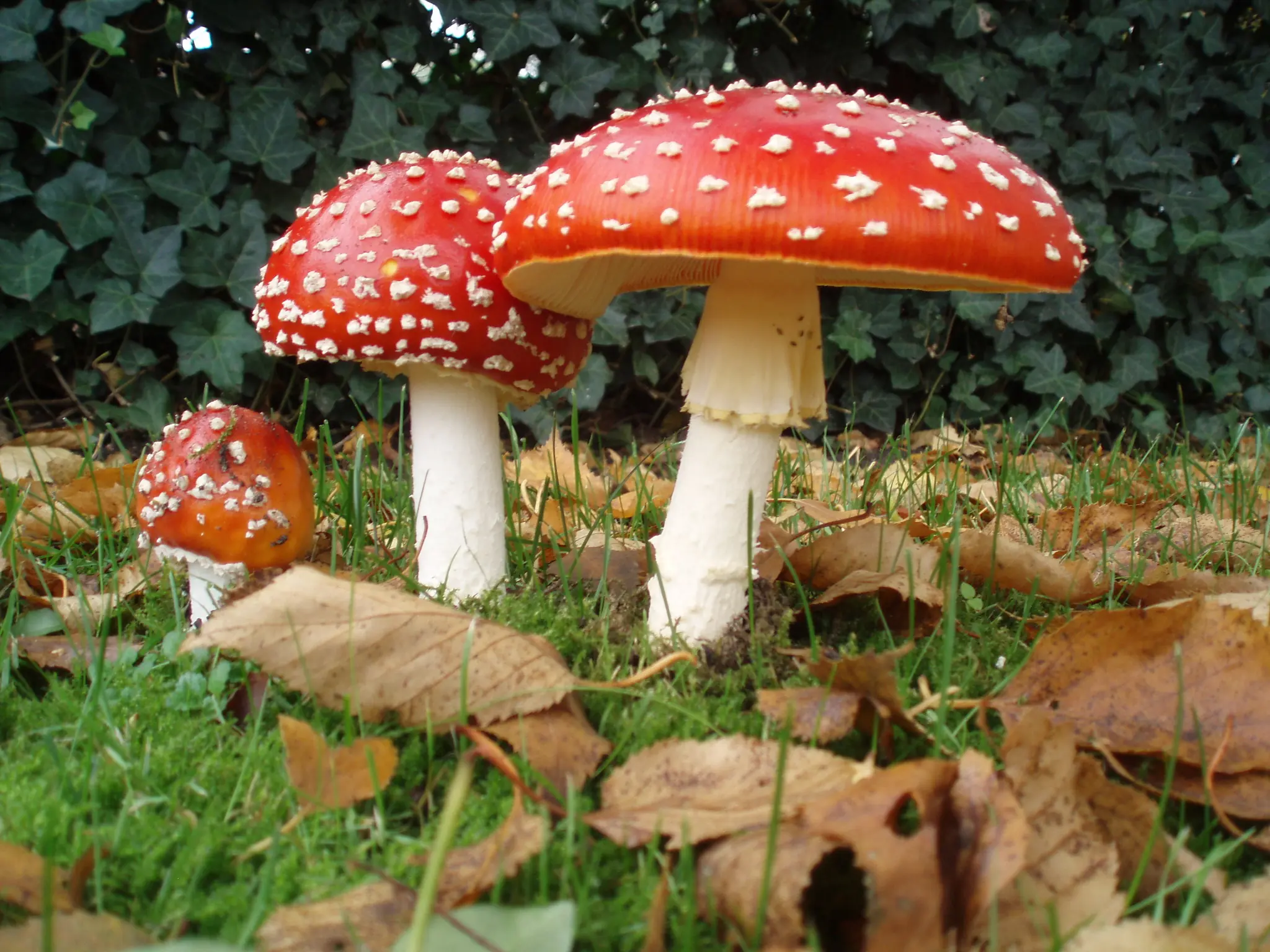 blogspot
