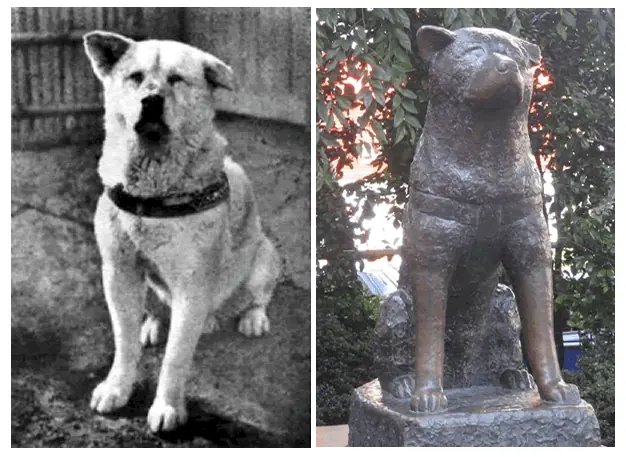 Hachiko, el Perro que espero a Su Amo, Cada dia durante 10 a